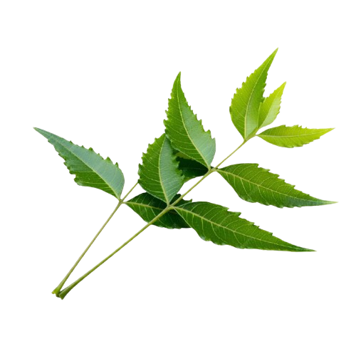 https://tatvakrishna.com/wp-content/uploads/2026/04/neem.png